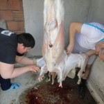 tolga-burhanettin-kurban-2010