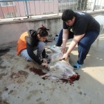 zeynep-tolga-kurban-2010